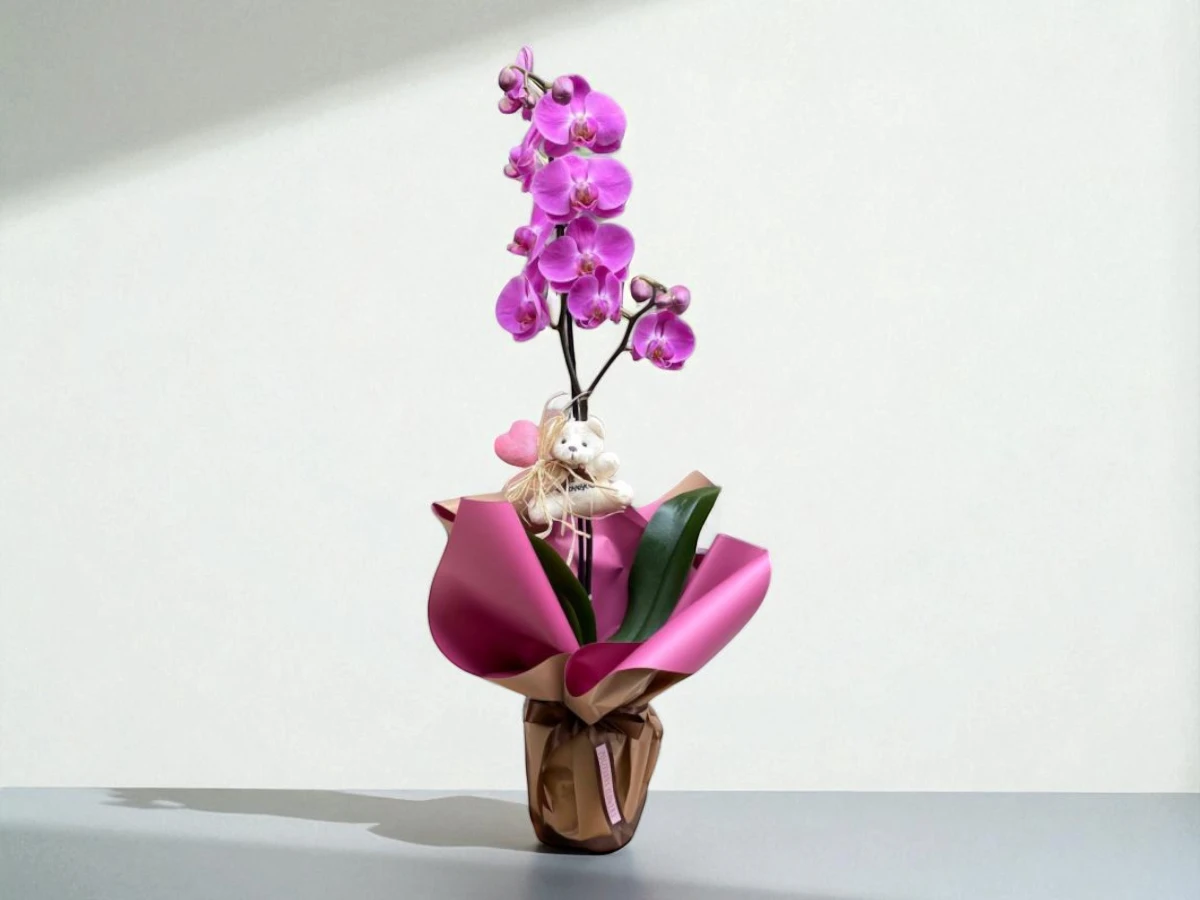 tekdal pembe orkide çiçek